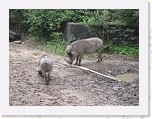 Dierentuin Burgers  Zoo 091 * 3648 x 2736 * (6.31MB)